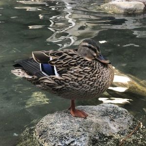 Meet your Posher, Rosely